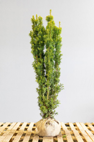 Taxus Baccata David 160-180 cm