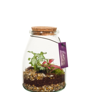 Terariu Mini – Fittonia Pink