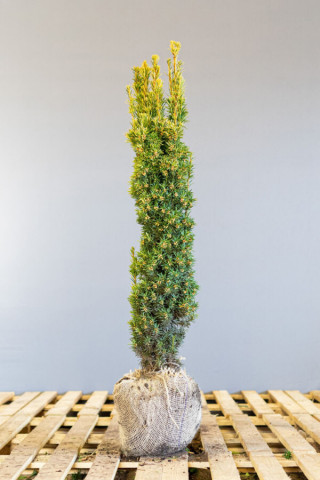 Taxus Baccata David 100-120 cm