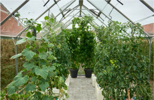 Sera HALLS POPULAR 6,2 m2, 3 mm-es kertészeti üveggel, szín: alumínium - Img 3