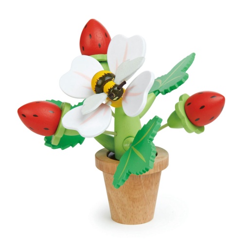 Capsuni in ghiveci - Strawberry Flower Pot - Tender Leaf