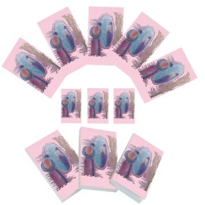 Set carnetele de buzunar Oglinda adevarului 10 + 1, 100 foi albe, 5 x 8 cm
