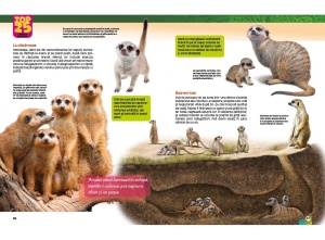 Carte Top 25 Animale Sălbatice Spectaculoase 3D cu imagini tridimensionale și informații educative despre cele mai fascinante animale ale lumii.