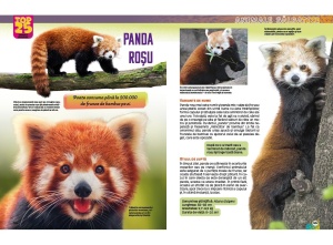 Carte Top 25 Animale Sălbatice Spectaculoase 3D cu imagini tridimensionale și informații educative despre cele mai fascinante animale ale lumii.