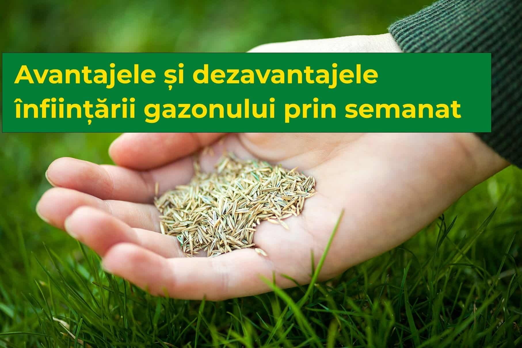 Avantajele și dezavantajele înființării gazonului prin semanat