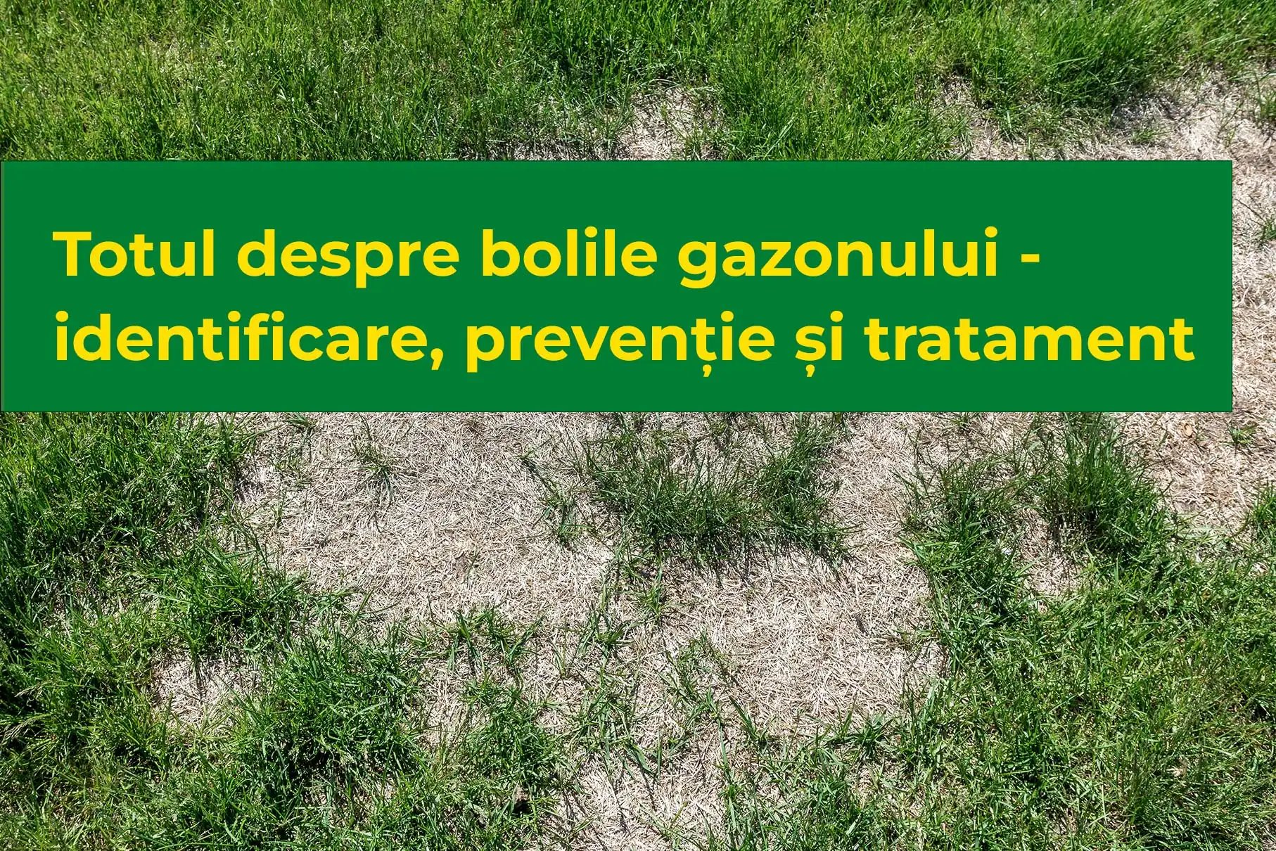 Totul despre bolile gazonului - identificare, prevenție și tratament