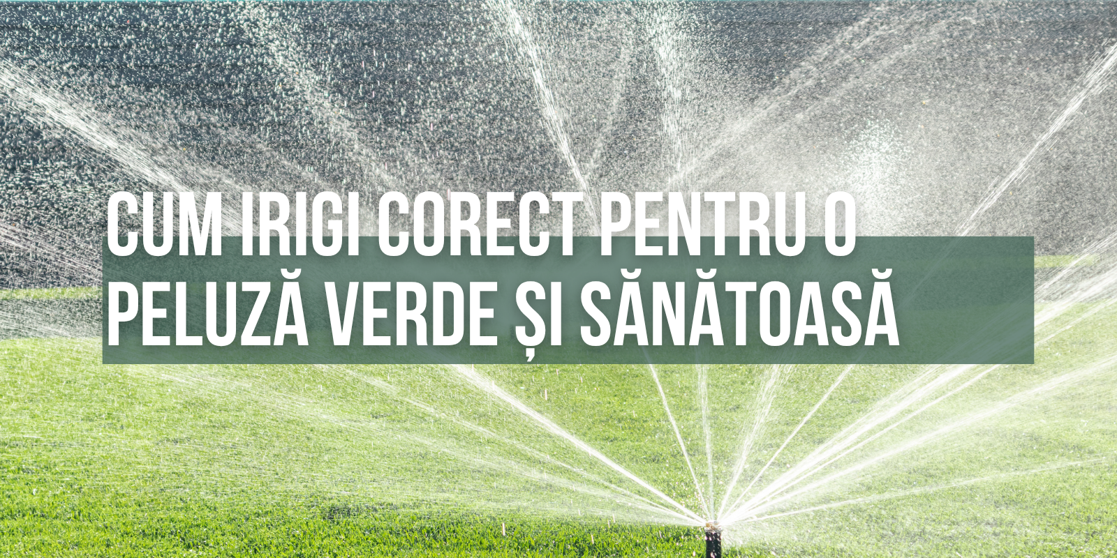 Irigarea gazonului: cum uzi corect pentru o peluză verde și sănătoasă