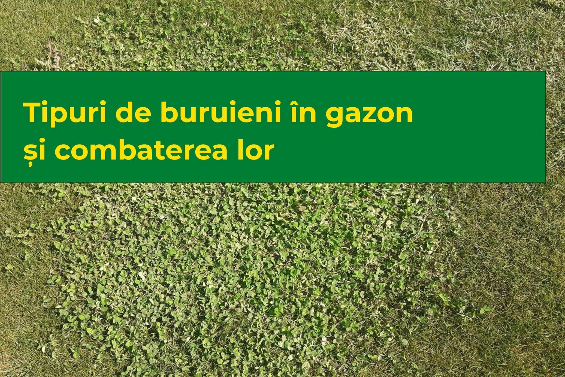 Tipuri de buruieni în gazon și combaterea lor