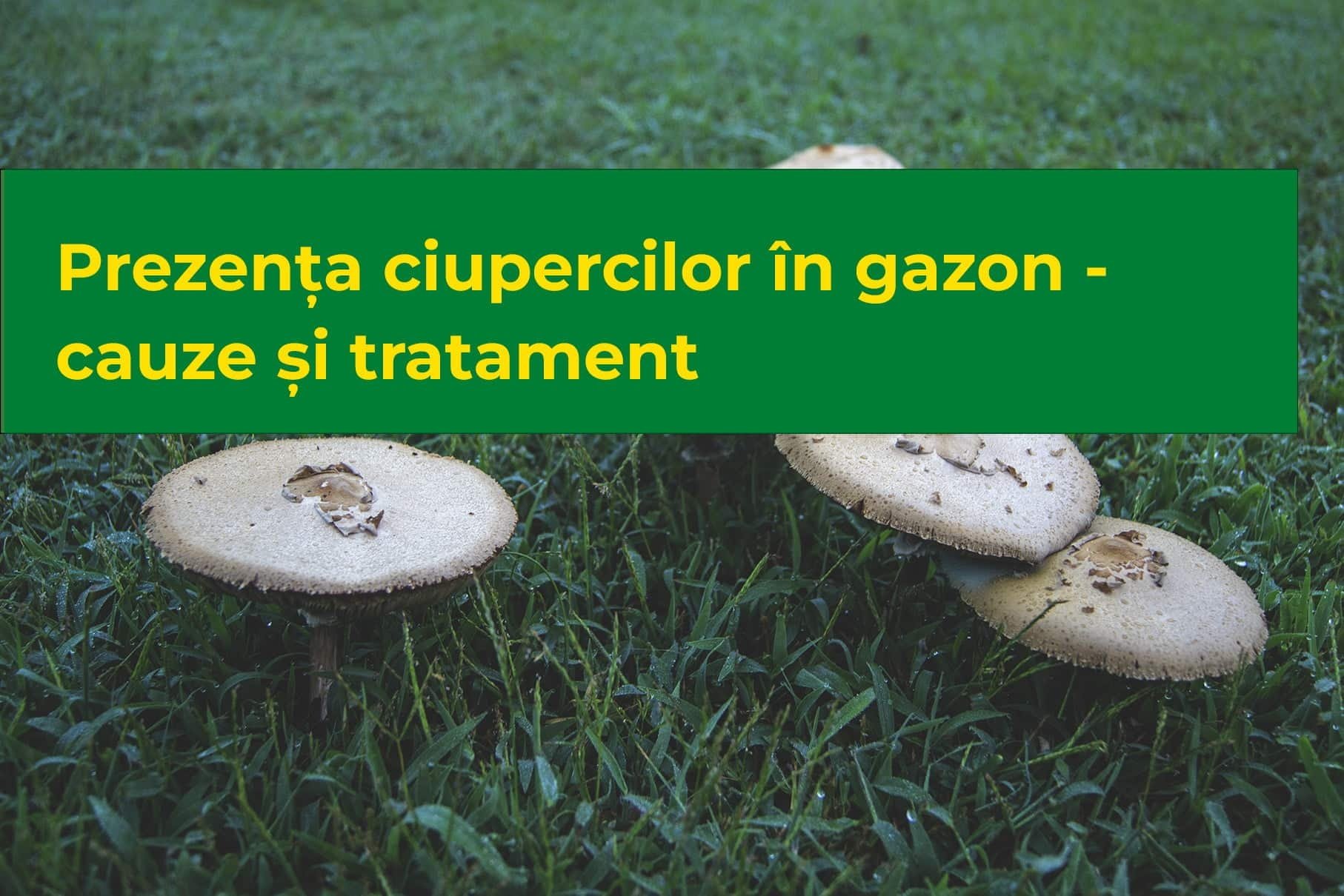 Prezența ciupercilor în gazon: cauze și tratament