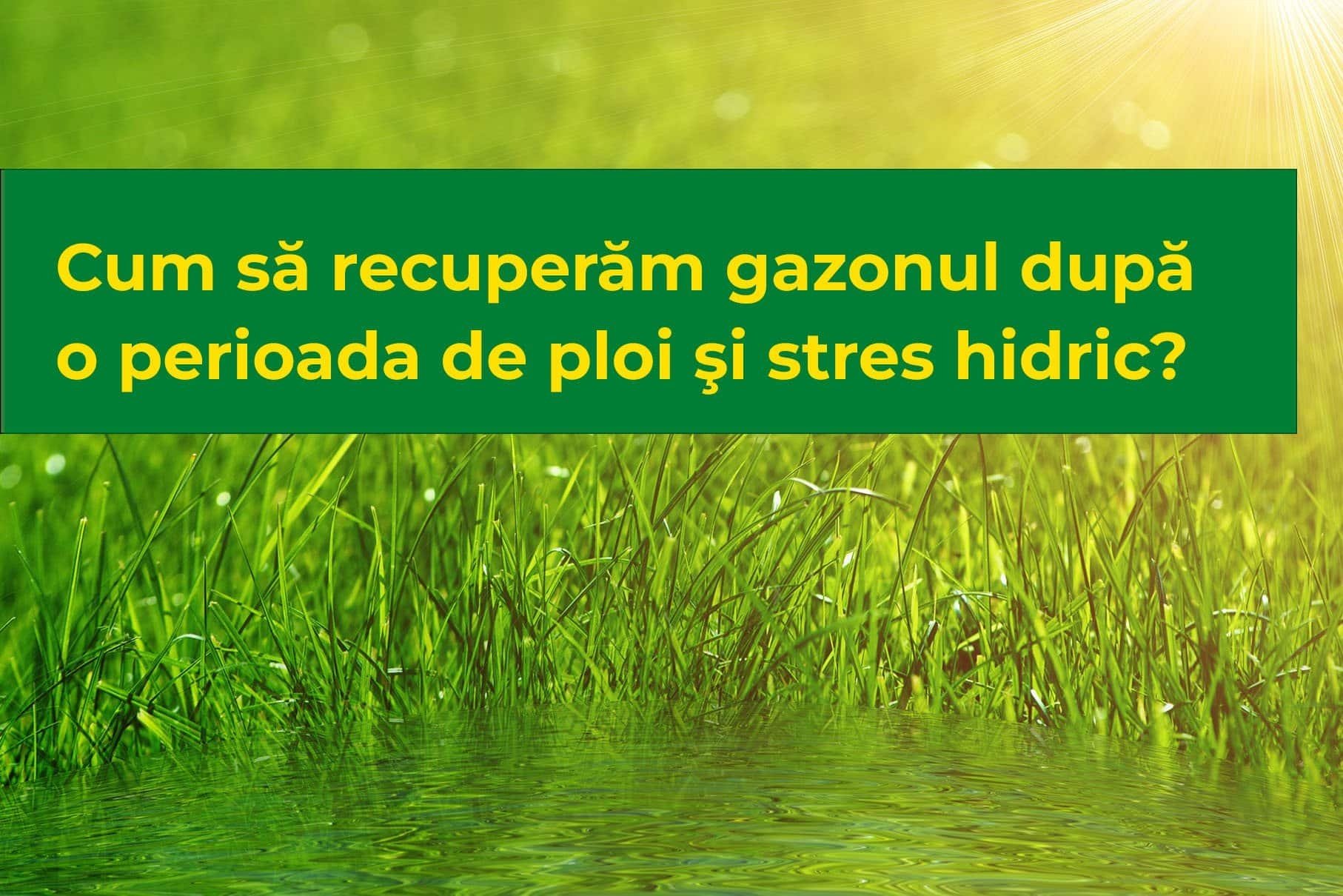 Cum să recuperăm gazonul după o perioada de ploi şi stres hidric?