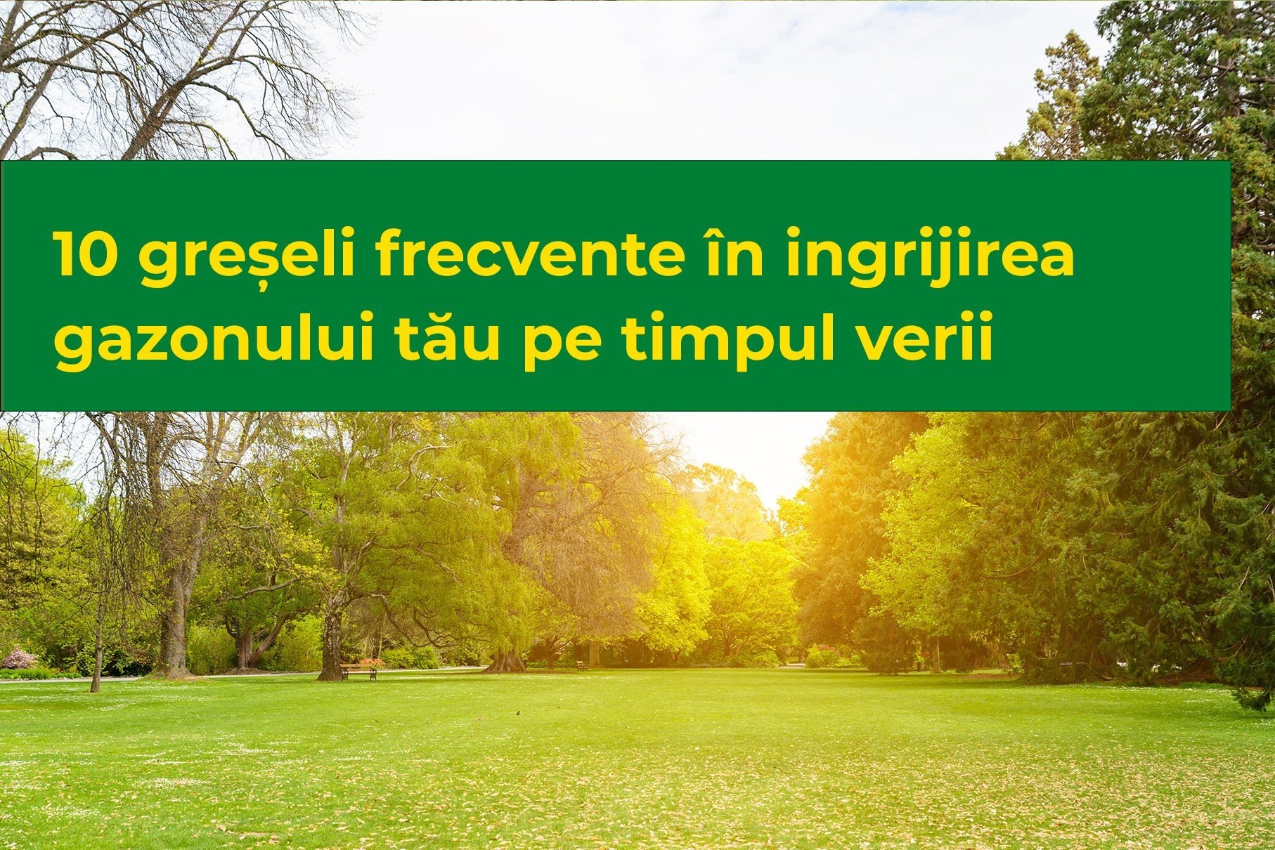 10 greșeli frecvente în îngrijirea gazonului tău pe timpul verii