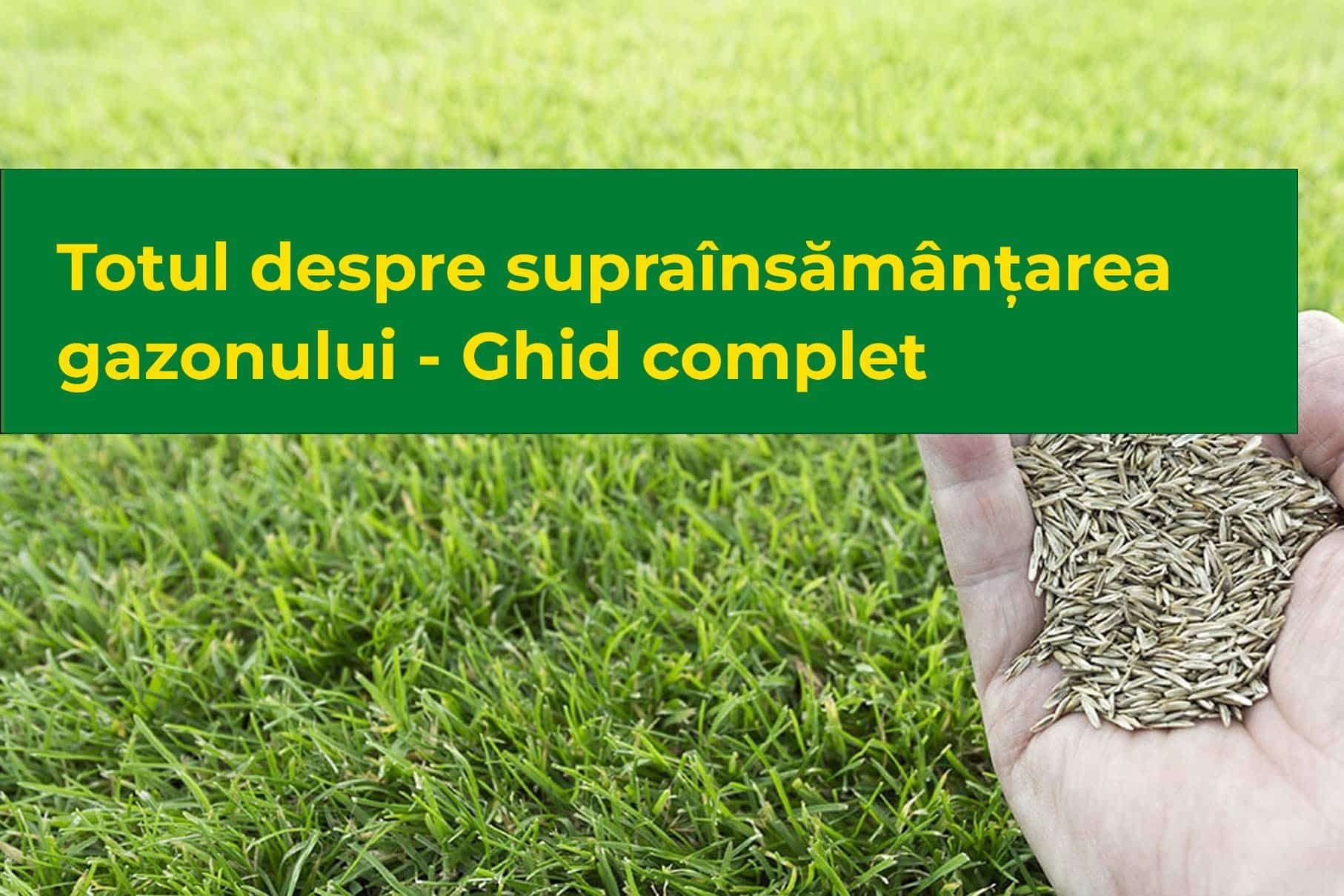 Totul despre supraînsămânțarea gazonului - Ghid complet