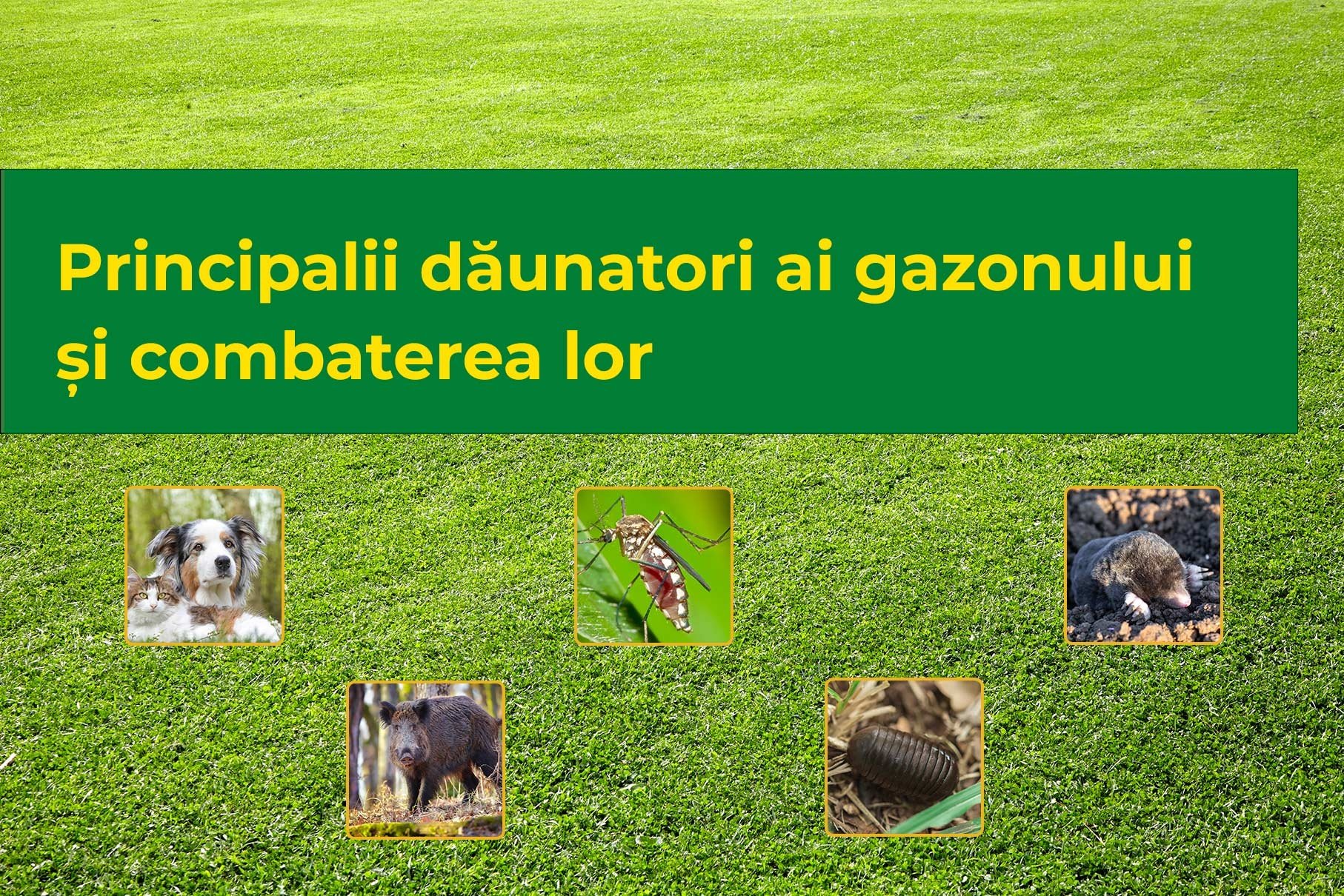 Principalii dăunatori ai gazonului și combaterea lor