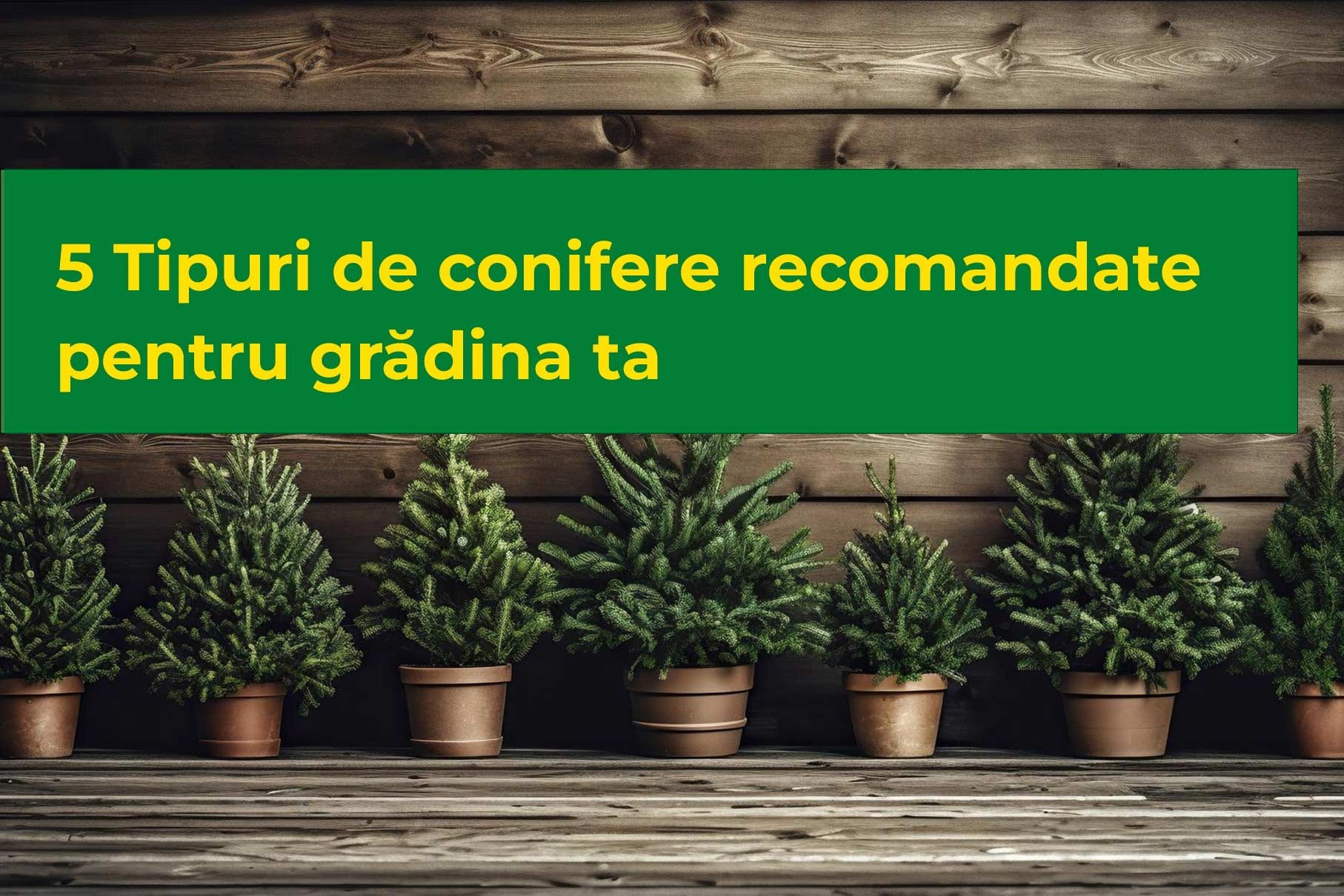 5 tipuri de conifere recomandate pentru grădina ta