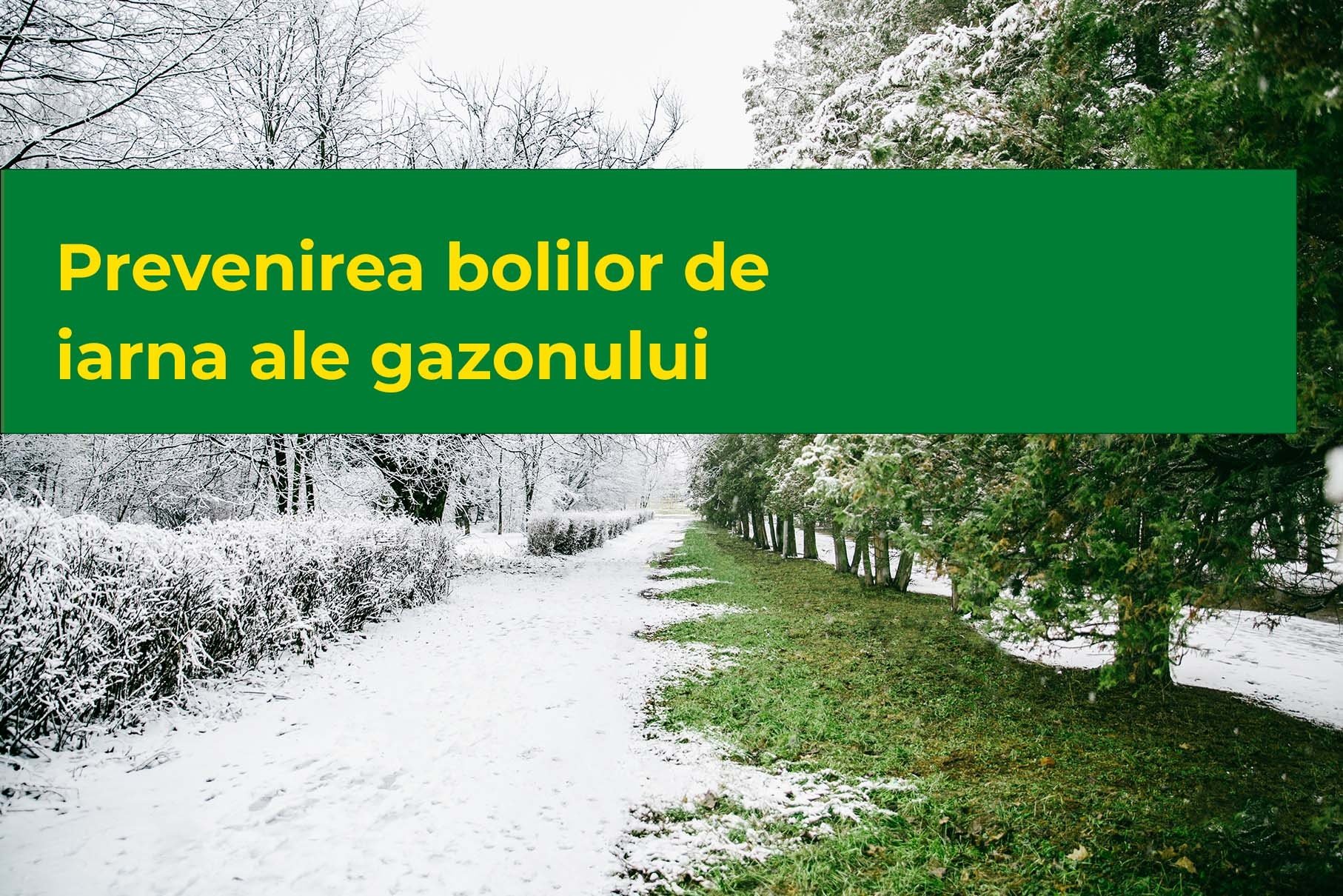 Prevenirea bolilor de iarna ale gazonului