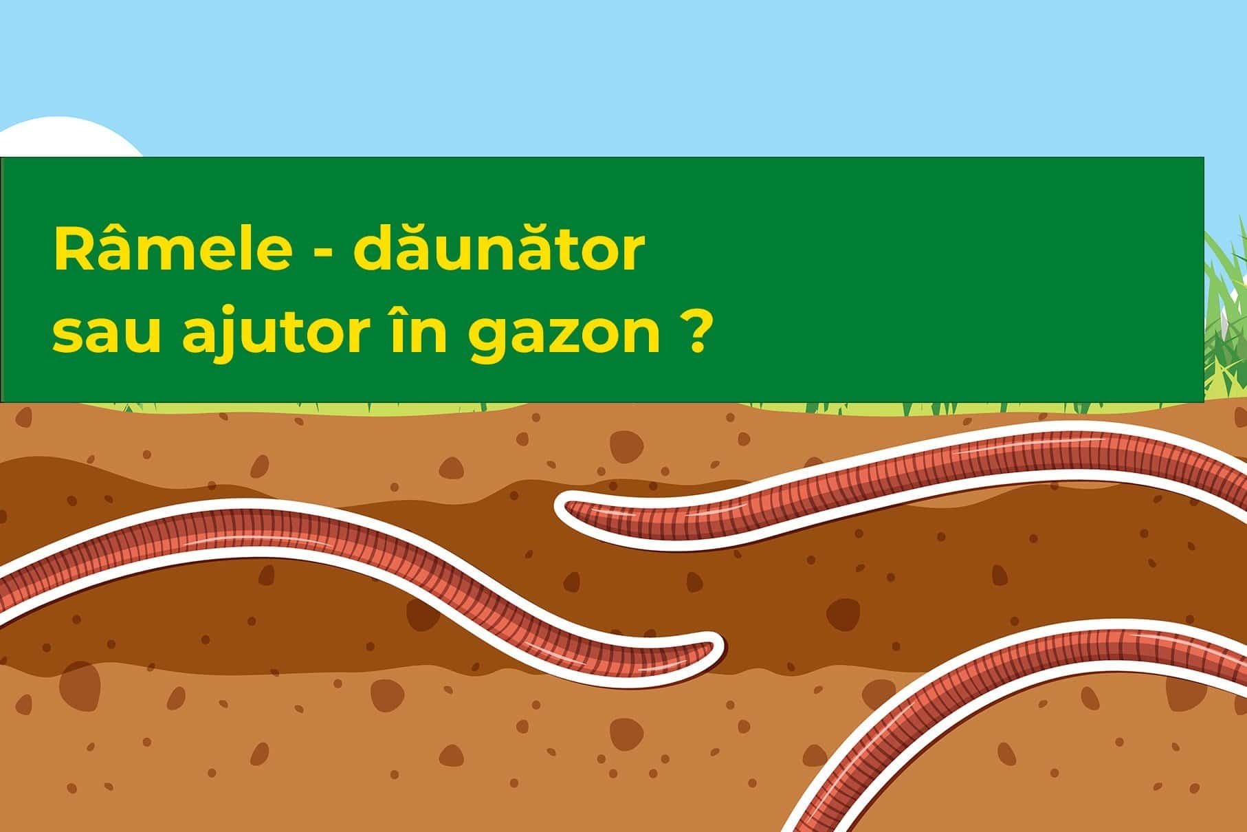 Râmele - dăunător sau ajutor în gazon ?