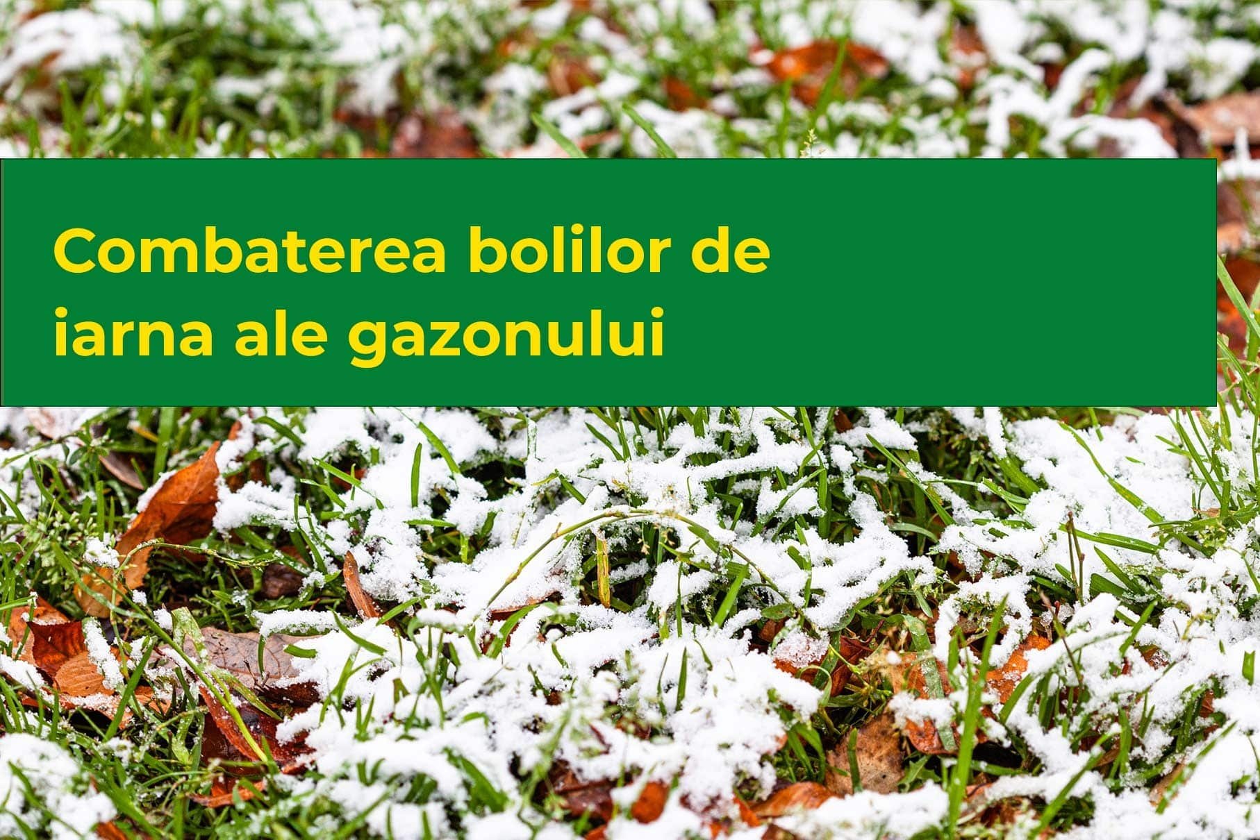 Combaterea bolilor de iarna ale gazonului