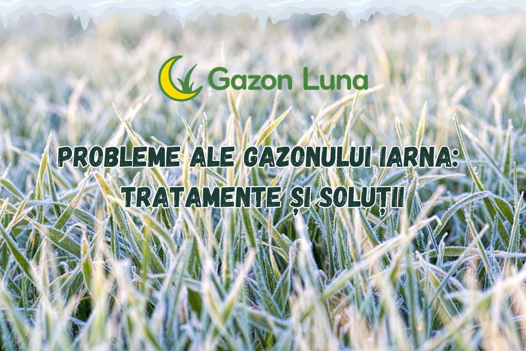 Probleme ale gazonului iarna : Tratamente și soluții