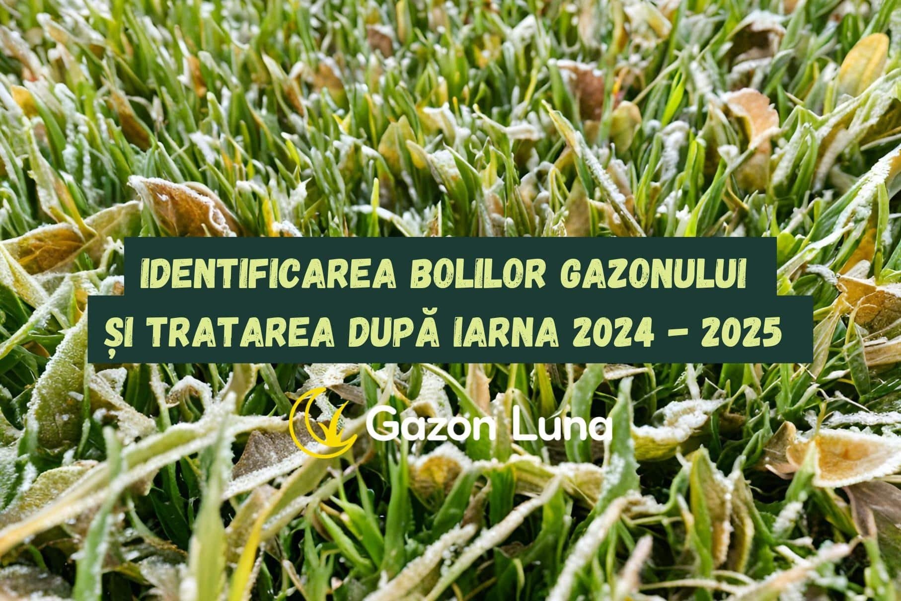 Identificarea bolilor gazonului și tratarea după iarna 2024 - 2025