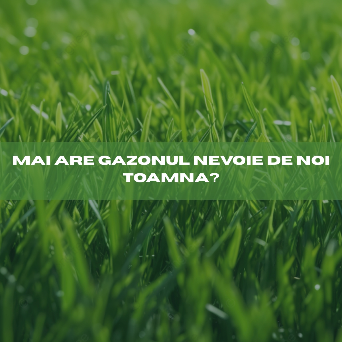 De ce ignorăm îngrijirea gazonului toamna?