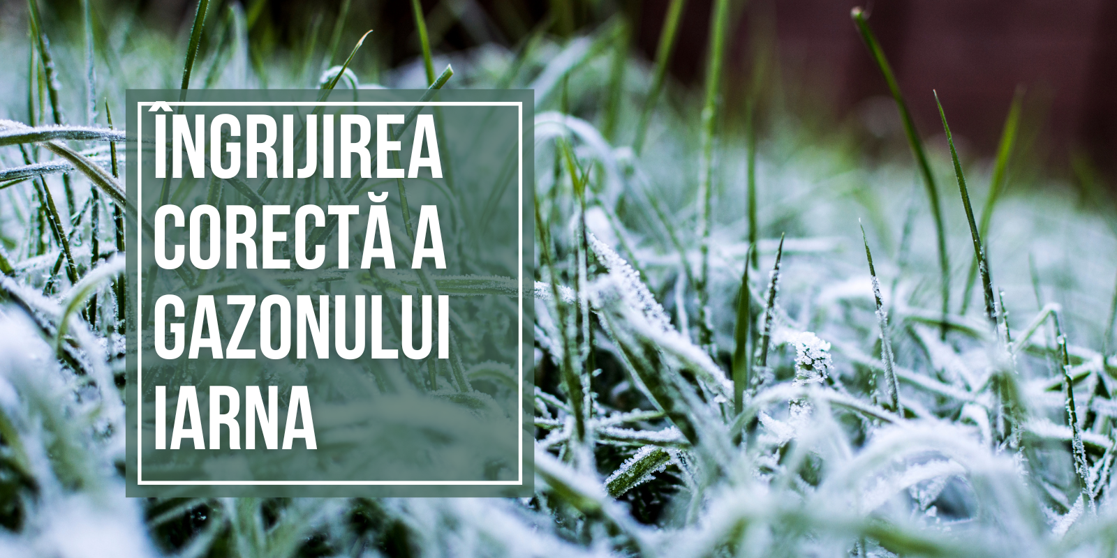 Cum să-ți protejezi gazonul iarna: fertilizare cu potasiu, udare corectă și prevenirea bolilor