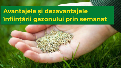 Avantajele și dezavantajele înființării gazonului prin semanat