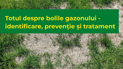 Totul despre bolile gazonului - identificare, prevenție și tratament