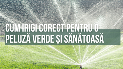 Irigarea gazonului: cum uzi corect pentru o peluză verde și sănătoasă