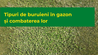 Tipuri de buruieni în gazon și combaterea lor