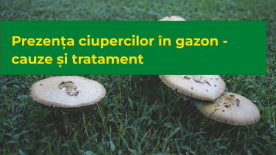 Prezența ciupercilor în gazon: cauze și tratament