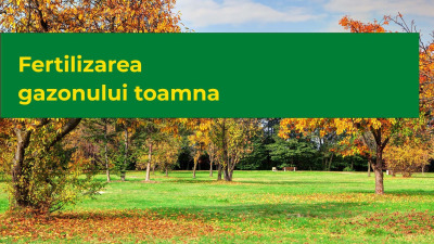 Fertilizarea gazonului toamna