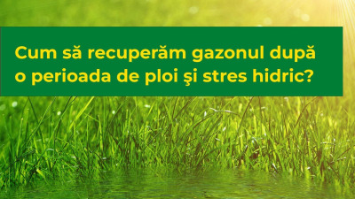 Cum să recuperăm gazonul după o perioada de ploi şi stres hidric?