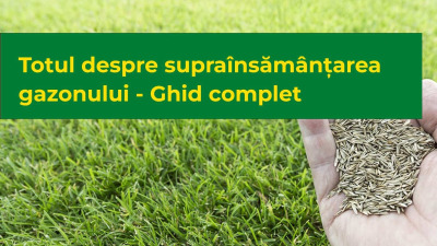 Totul despre supraînsămânțarea gazonului - Ghid complet