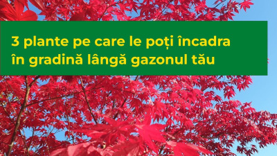 3 plante pe care le poți încadra în gradină lângă gazonul tău