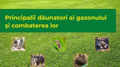 Principalii dăunatori ai gazonului și combaterea lor