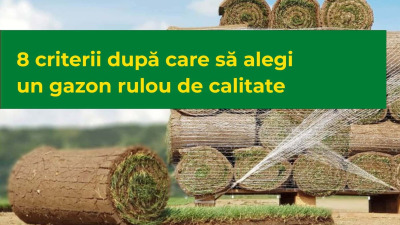 8 criterii după care să alegi un gazon rulou de calitate