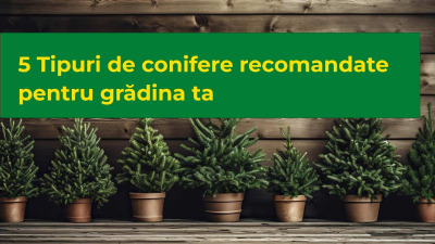 5 tipuri de conifere recomandate pentru grădina ta