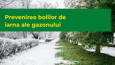 Prevenirea bolilor de iarna ale gazonului