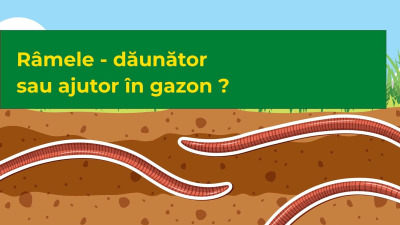Râmele - dăunător sau ajutor în gazon ?
