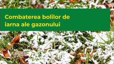 Combaterea bolilor de iarna ale gazonului