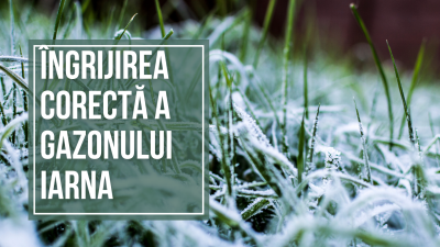 Cum să-ți protejezi gazonul iarna: fertilizare cu potasiu, udare corectă și prevenirea bolilor
