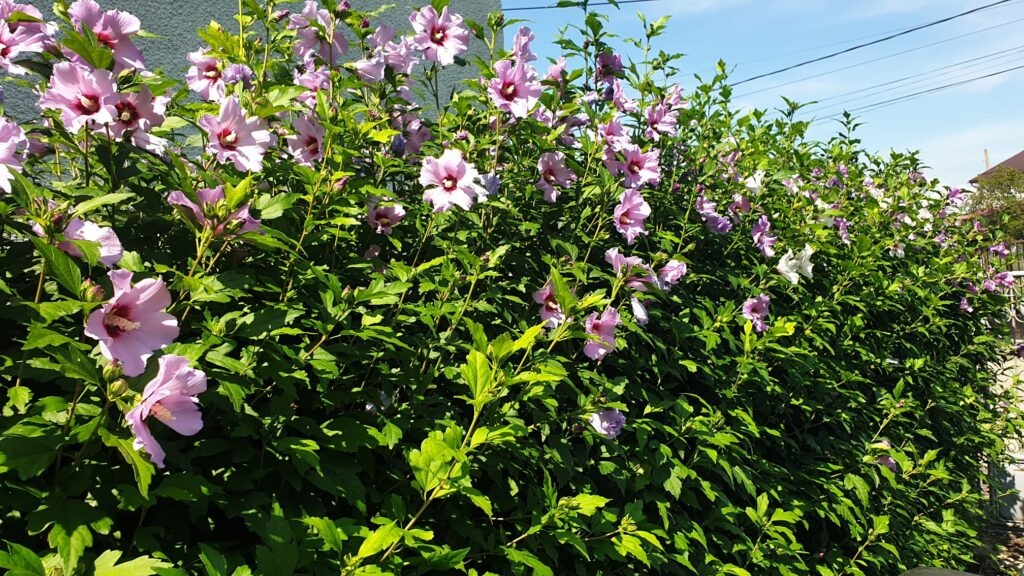 1. Hibiscus syriacus – Zamosita de Siria