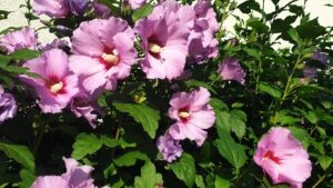 1. Hibiscus syriacus – Zamosita de Siria