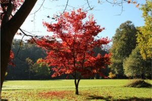 Acer-palmatum-Atropurpureum