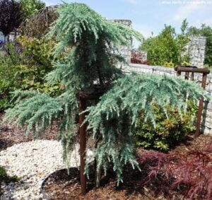 Cedrus deodara Feelin Blue