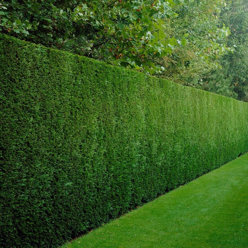 Cupressocyparis leylandii – Chiparosul leylandii