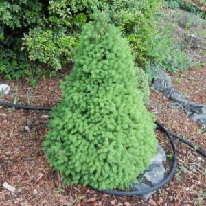Picea glauca conica