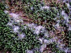 pythium