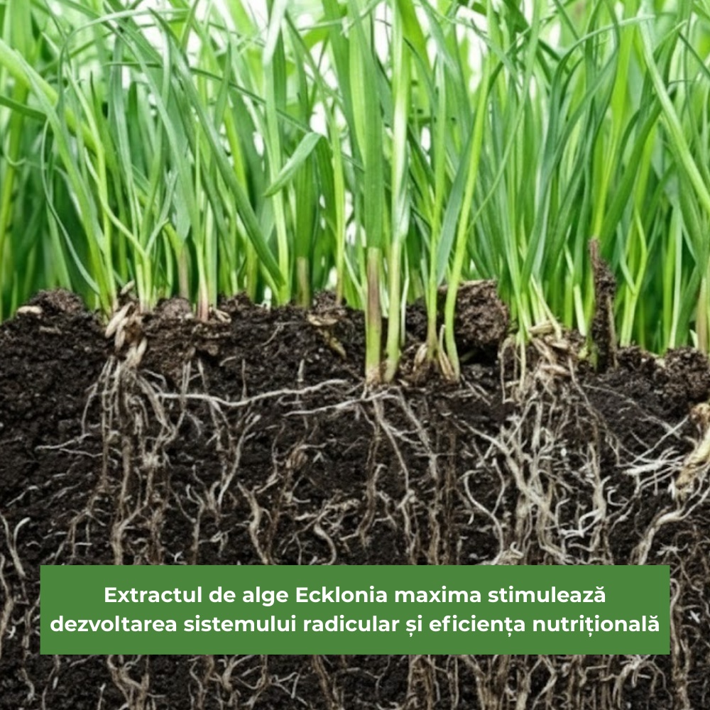 その他 ikerukamol okgg ALGA ECKLOMAX – Îngrășământ Foliar Biostimulant cu Alge Ecklonia