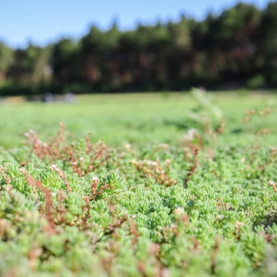 Rulouri Sedum Luna DiaMAT Pro - Img 2